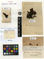 Isosyntype of Macromitrium pulchrum Besch. [family ORTHOTRICHACEAE]