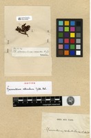Isotype of Macromitrium retusulum Müll.Hal. [family ORTHOTRICHACEAE]