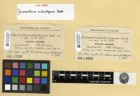 Type? of Macromitrium subintegrum Broth. [family ORTHOTRICHACEAE]