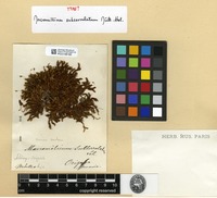 Type? of Macromitrium subserrulatum Müll.Hal. [family ORTHOTRICHACEAE]