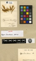 Isosyntype of Hypnum hamulosum Bruch, Schimp. & W.Gümbel [family HYPNACEAE]