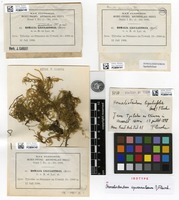 Isotype of Homaliodendron squarrulosum M.Fleisch. [family NECKERACEAE]