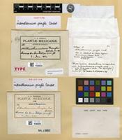 Holotype of Mittenothamnium pringlei Cardot [family HYPNACEAE]
