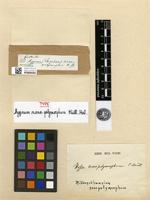 Type of Mittenothamnium nanopolymorphum (Müll. Hal.) Cardot [family HYPNACEAE]