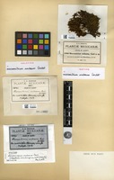 Isotype of Macromitrium undosum Cardot [family ORTHOTRICHACEAE]