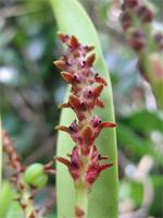 Bulbophyllumcomorianum