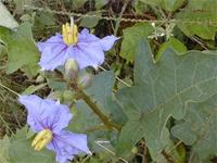 Solanum richardii