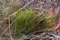Psilotum nudum