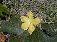 Luffa cf. cylindrica