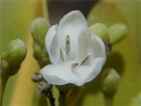 Coptosperma supra-axillare