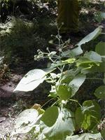 Abutilon indicum