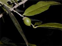 Drypetes darcyana
