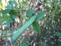 Abrus madagascariensis