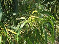Acacia spirorbis