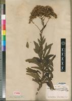 Isotype of Senecio serratuloides DC. [family ASTERACEAE]