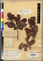 Isolectotype of Nesogordonia humbertii Capuron [family STERCULIACEAE]
