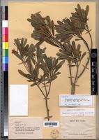 Isosyntype of Nesogordonia pachyneura L.C.Barnett [family STERCULIACEAE]