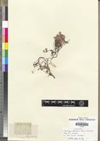 Syntype of Helichrysum lineare DC. [family ASTERACEAE]