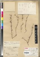 Type of Digoniopterys microphylla Arènes [family MALPIGHIACEAE]