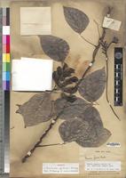 Holotype of Mucuna grevei Drake [family FABACEAE-PAPILIONOIDEAE]