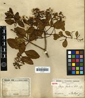 Isotype of Cloezia floribunda Brongn. & Gris [family MYRTACEAE]