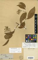 Isotype of Leretia ampla Miers [family ICACINACEAE]