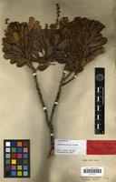 Isotype of Gongrodiscus parvifolius Radlk. [family SAPINDACEAE]