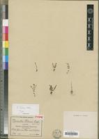 Holotype of Ilysanthes wilmsii Engl. [family SCROPHULARIACEAE]