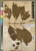 Holotype of Sarcocephalus pobeguinii Pellegr. [family RUBIACEAE]