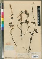 Holotype of Lestiboudesia spicata Thouars [family AMARANTHACEAE]