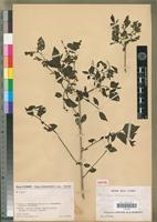 Isotype of Deeringia madagascariensis Cavaco [family AMARANTHACEAE]