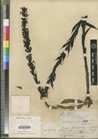 Holotype of Brachycorythis perrieri Schltr. [family ORCHIDACEAE]