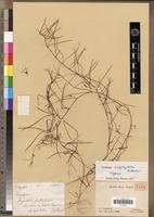 Holotype of Ceropegia linophyllum H.Huber [family ASCLEPIADACEAE]