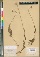 Isotype of Senecio kyimbilensis Mattf. [family ASTERACEAE]