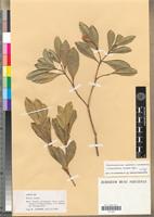 Isotype of Capuronetta elegans Markgr. [family APOCYNACEAE]