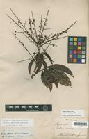 Isotype of Talisia multineruis Radlk. [family SAPINDACEAE]
