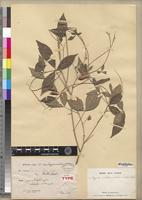 Syntype of Crotalaria pervillei Baill. [family FABACEAE-PAPILIONOIDEAE]