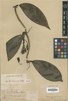 Isotype of Vanilla siamensis Downie [family ORCHIDACEAE]