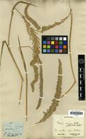 Isotype of Setaria cernua Kunth [family POACEAE]