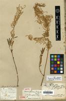 Holotype of Iresine flavescens Willd. [family AMARANTHACEAE]