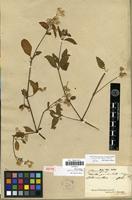 Lectotype of Alternanthera paniculata Kunth [family AMARANTHACEAE]