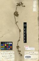 Lectotype of Alternanthera canescens Kunth [family AMARANTHACEAE]