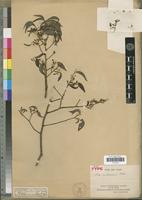 Isotype of Olax andronensis Baker [family OLACACEAE]