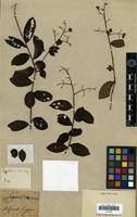 Filed as Lagerstroemia indica L. [family LYTHRACEAE]