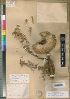 Holotype of Echinops longisetus A.Rich. [family ASTERACEAE]