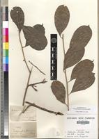 Syntype of Pentadiplandra brazzeana Baill. [family PENTADIPLANDRACEAE]