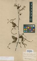 Isotype of Urvillea ulmaceae Kunth [family SAPINDACEAE]