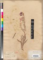 Isotype of Matthiola maderensis Lowe [family BRASSICACEAE]