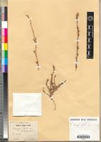 Holotype of Otocarpus virgatus Dur. var. eriocarpus Maire [family BRASSICACEAE]