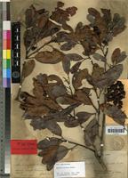 Isolectotype of Arytera arcuata Radlk. [family SAPINDACEAE]